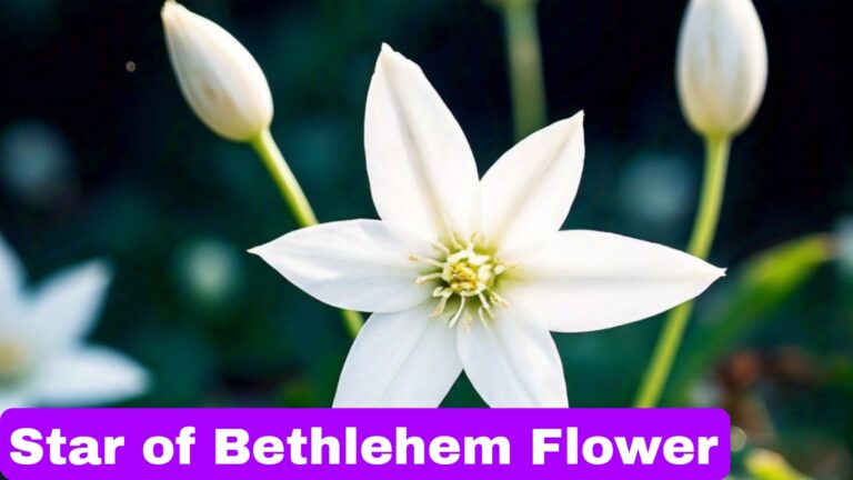 Star of Bethlehem Flower