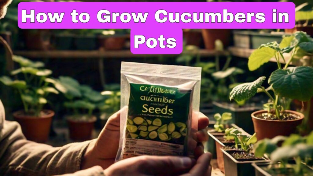 When to Start Cucumber Seeds Indoors Want Great Information?