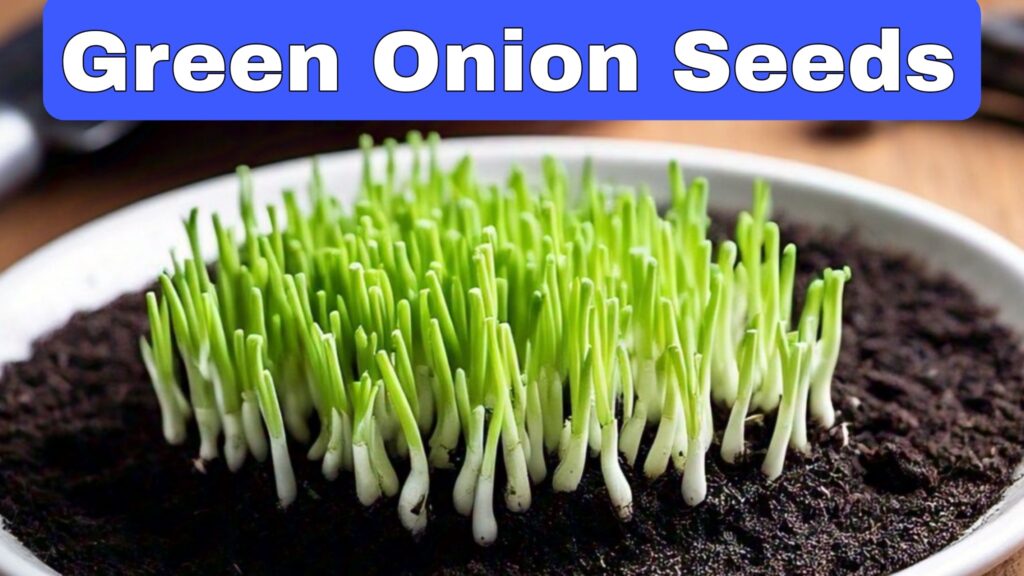 Green Onion Seeds