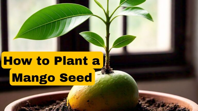 How to Plant a Mango Seed