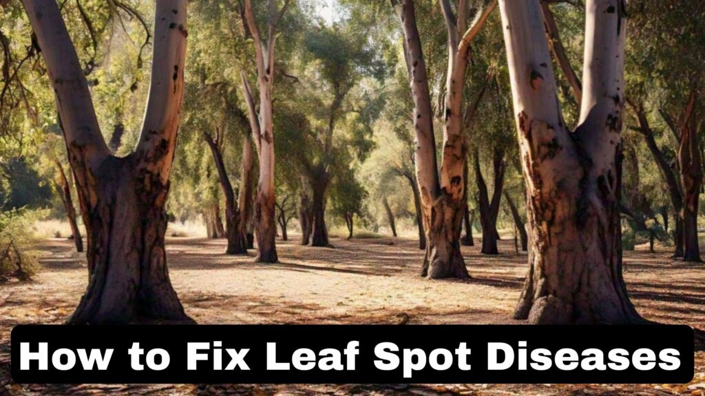 How to Take Care of Tree Diseases in California - Best Explanation