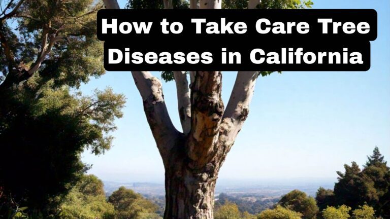 How to Take Care of Tree Diseases in California - Best Explanation