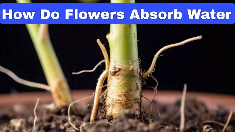 How Do Flowers Absorb Water - Miraculous Event