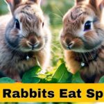 Can Rabbits Eat Spinach : Will This Affect Rabbits?