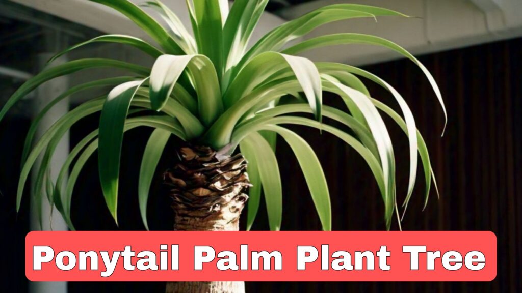 Ponytail Palm Plant Tree