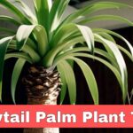 Ponytail Palm Tree Plant