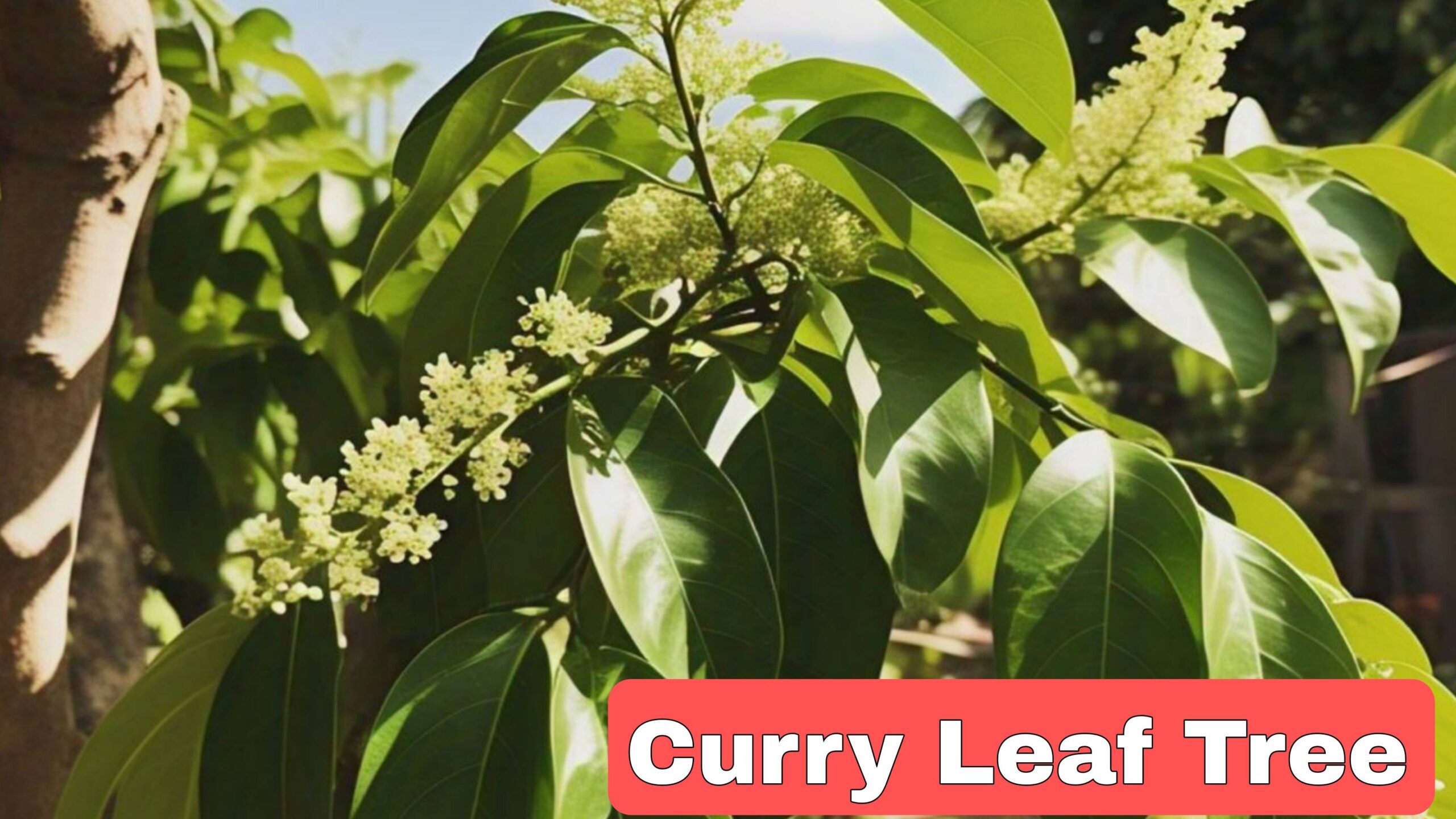 Curry Leaf Tree